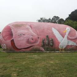 Now is the Pig Potato - Babe (front)