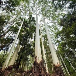 Eukalyptusbäume, Schneeweiß und sehr hoch