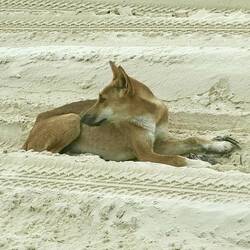 ein Dingo mitten auf der Fahrbahn
