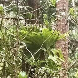 Monstera am Baum