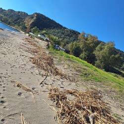 Es gibt genug Schilf für ein Feuerchen.