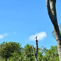 Hornbill aka Nashornvogel