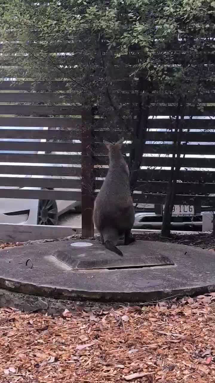 Wallaby eating the plants in the garden around our lodge
