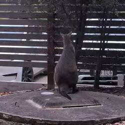 Wallaby eating the plants in the garden around our lodge