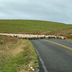 Auf dem Weg kreuzte noch eine Mähhh Armee unseren Weg