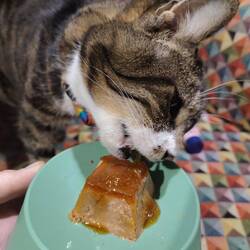 Abby liked the gourmet treat Uncle Ali got her for Christmas that Will decided to treat her again
