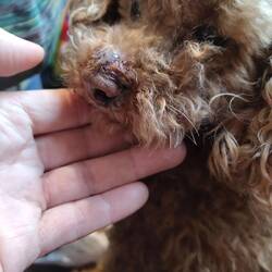 Poor Tiger has been badly affected by mites that Mr Whiskers brought back from the farm 😪