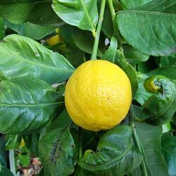 Überall sind reife Früchte sichtbar, doch irgendwie scheint niemand sie zu pflücken