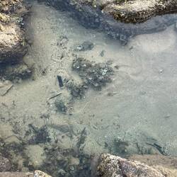 Wee little fishies in there