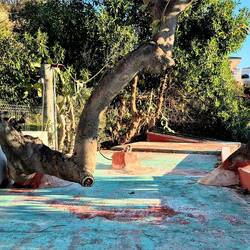 ist das nun ein Gründach?