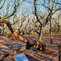 die tanzenden Bäume von Walcheren