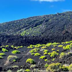 die Natur kommt ganz langsam zurück
