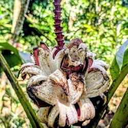 Bananen, nicht für uns geeignet. Futter für die Vögel