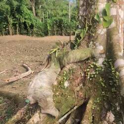 Einer von zwei Männchen, kämpfend vom Baum gefallen . Wurden getrennt, sonst Kampf bis zum Tod