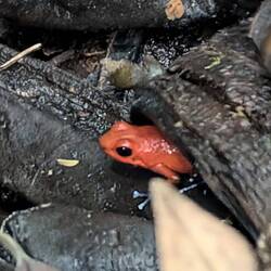 Groß wie ein Fingernagel