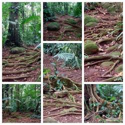 Weg durch den Dschungel