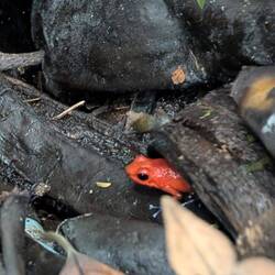 Bluetooth Jeans frog, ist so groß wie ein Daumennagel und hat blaue Beine