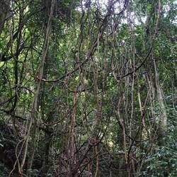 Minnamurra Rainforest