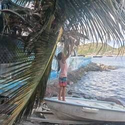 Cueillette de noix de coco