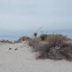 Der Kaktus mit dem Stengel.