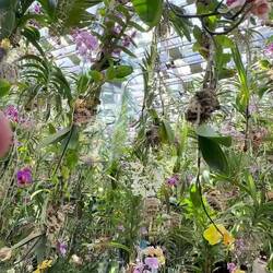 Floating Lotus Garden