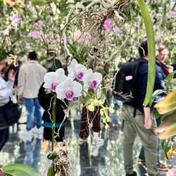 Floating Lotus Garden