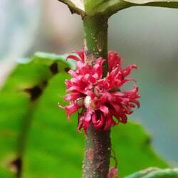 Die Blüte wächst am Stiel
