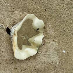 Nice clam shell - about 30cm across