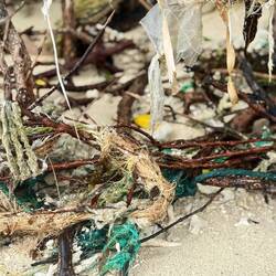Debris hanging from the mangroves