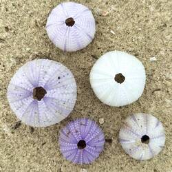 So many beautiful sea urchin shells