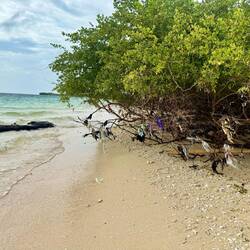 Look closely at the lower mangrove branches