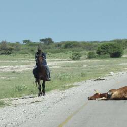 oh, das Rind wurde angefahren