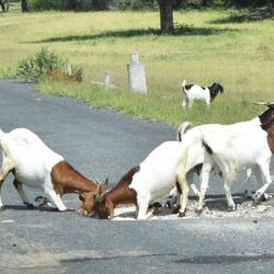 fressen die Ziegen wirklich den Belag weg ???