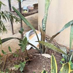 Resident kitty taking a stereotypical cat nap.