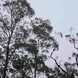 Birds not monkeys. National bird the Kookaburra