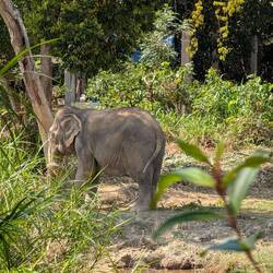 Mitten im Urwald. Da stand sie wieder 🥰