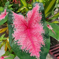 Echt ne coole Pflanze.