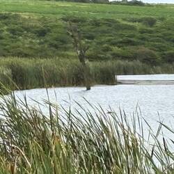 Wer sieht das Hippo 🦛