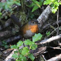 Chucao Tapaculo