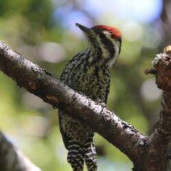 Striped Woodpecker (male)
