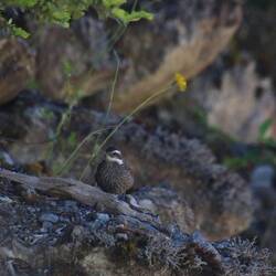 Dark-bellied Cinclodes
