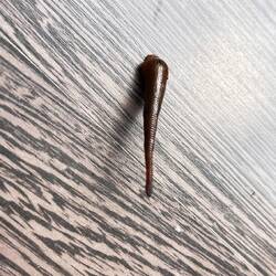 Da war es dann kein Penis-Wurm mehr.