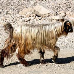 Arabischer Tahr - eine Bergwildziege