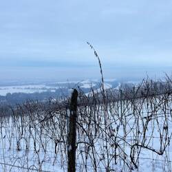 Yes. Wine all over. Thought Tokaj was always sweet. Not true.