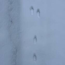 If only I could read those. No feet in shoes were there before me.