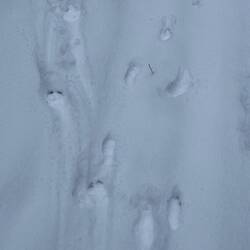 Worryinf. Aparantly bears and wolves live in the region.