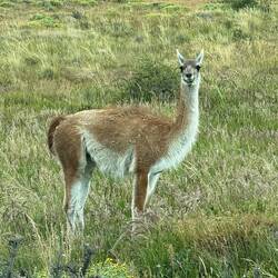 Guanaco