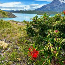 Wohlbermerkt: Ich habe die rote Blume selber entdeckt