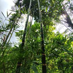 Der härteste Bambus der Welt