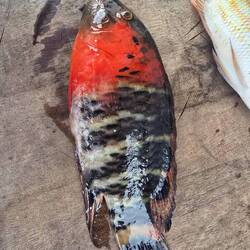 Red breasted wrasse. Each was only about 18cm long